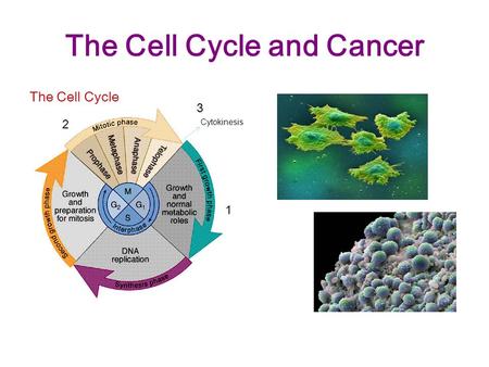The Cell Cycle and Cancer The Cell Cycle Cytokinesis 1 2 3.