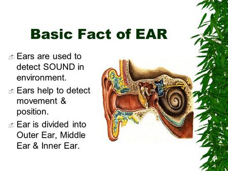 Basic Fact of EAR  Ears are used to detect SOUND in environment.  Ears help to detect movement & position.  Ear is divided into Outer Ear, Middle Ear.