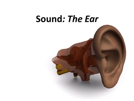 Sound: The Ear. Introduction Ears are sense organs that respond to sound. The ear’s structure is designed to receive the sound waves… Your ear converts.