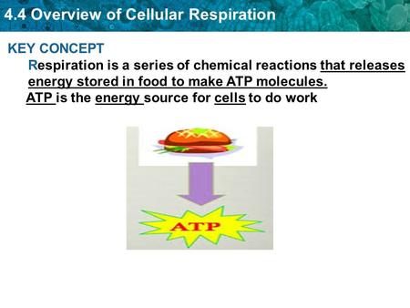 4.4 Overview of Cellular Respiration KEY CONCEPT Respiration is a series of chemical reactions that releases energy stored in food to make ATP molecules.