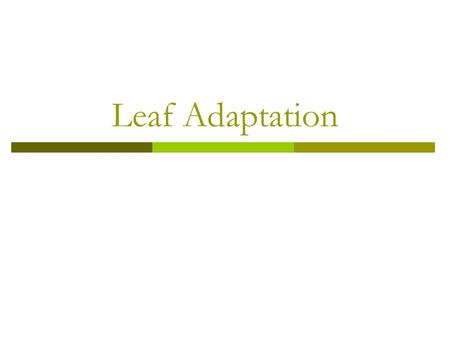 Leaf Adaptation. To know how leaves are adapted for photosynthesis.