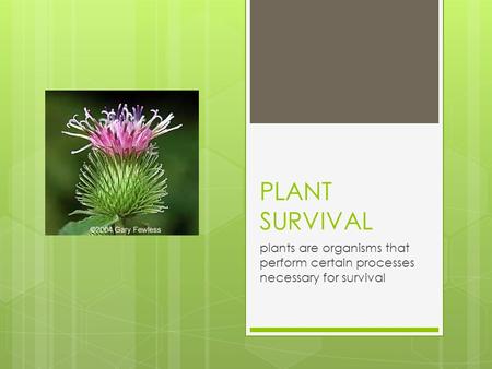 PLANT SURVIVAL plants are organisms that perform certain processes necessary for survival.