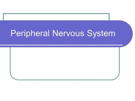 Peripheral Nervous System. Somatic System Largely under voluntary control Sensory neurons carry information about the external environment inward from.