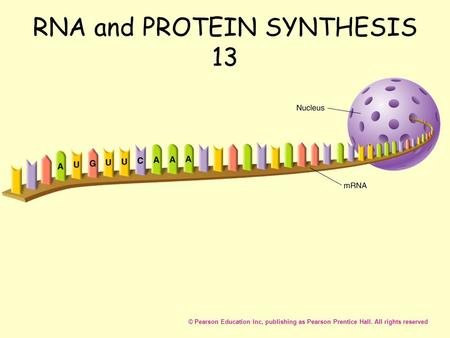 RNA and PROTEIN SYNTHESIS 13 © Pearson Education Inc, publishing as Pearson Prentice Hall. All rights reserved.