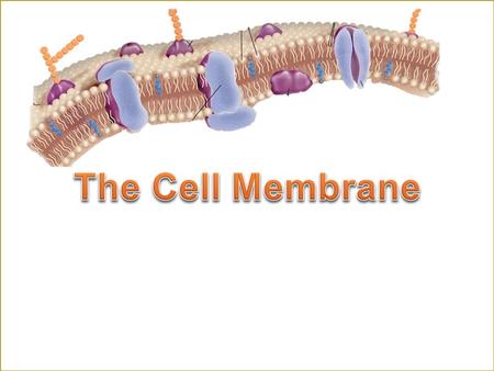 Homeostasis What are the four functions that the cell membrane performs to maintain homeostasis? 1.Regulates what goes in and out of the cell. Acting.