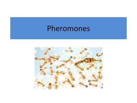 Pheromones. For decades, researchers have known that animals secrete and detect chemical messengers known as pheromones. Originally discovered in insects,