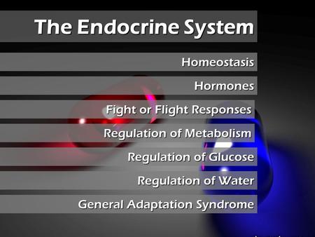 The Endocrine System The Endocrine System Homeostasis Hormones Regulation of Metabolism Regulation of Metabolism Regulation of Glucose Regulation of Glucose.