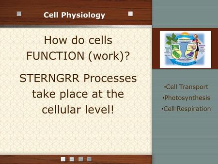 Cell Physiology How do cells FUNCTION (work)? STERNGRR Processes take place at the cellular level! Cell Transport Photosynthesis Cell Respiration.