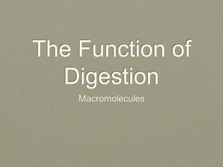 The Function of Digestion Macromolecules. Path of Food Mouth Pharynx Esophagus Stomach Small Intestine Large Intestine Rectum.