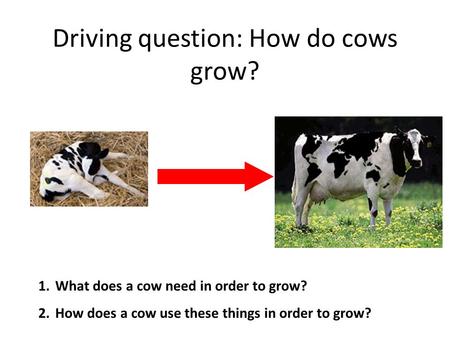Driving question: How do cows grow? 1.What does a cow need in order to grow? 2.How does a cow use these things in order to grow?