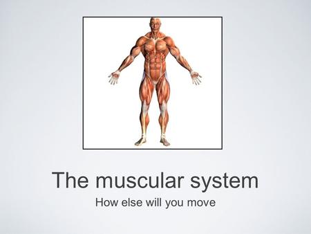 The muscular system How else will you move. Skeletal Fibers Fascicle- bundle of muscle fibers within a muscle Based on their organization, muscles are.