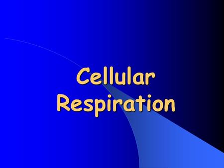 Cellular Respiration. When is ATP Made in the Body? During a Process called Cellular Respiration that takes place in both Plants & Animals.