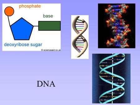 DNA DNA Deoxyribose Nucleic Acid DNA is a heredity molecule –passed on from parent/s –generation to generation Stores and transmits genetic information.