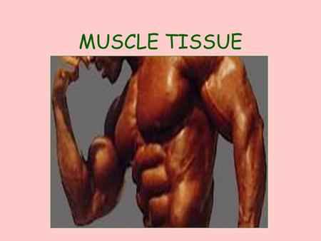 MUSCLE TISSUE CHARACTERISTICS FUNCTION: MOVEMENT LOCATION: THROUGHOUT THE BODY.