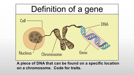 Definition of a gene A piece of DNA that can be found on a specific location on a chromosome. Code for traits.