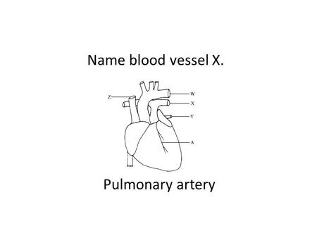 Name blood vessel X. Pulmonary artery. Three types of blood vessels are Artery, vein and capillary.