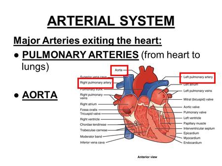 ARTERIAL SYSTEM Major Arteries exiting the heart: ● PULMONARY ARTERIES (from heart to lungs) ● AORTA.