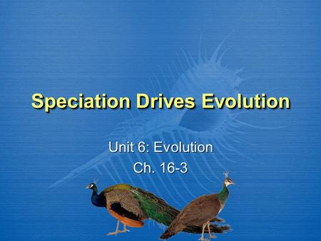 Speciation Drives Evolution Unit 6: Evolution Ch. 16-3 Unit 6: Evolution Ch. 16-3.