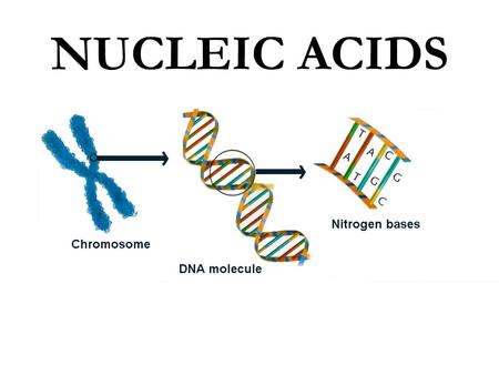 NUCLEIC ACIDS. There are two main types of Nucleic Acids: RNA and DNA.