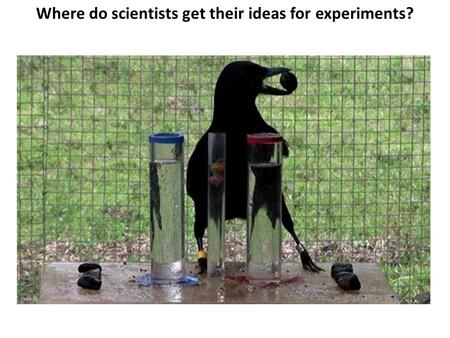 Where do scientists get their ideas for experiments?