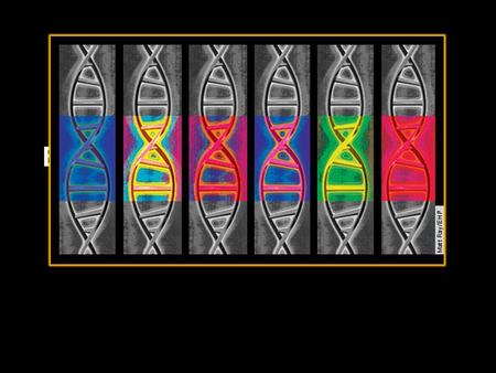 Epigenetics & DNA Methylation By: Kaitlyn Fonzi & Briana Barkdull.