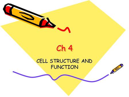 Ch 4 CELL STRUCTURE AND FUNCTION. The Cell The cell is the smallest unit of life that can carry out life processes.