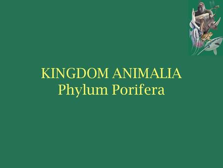 KINGDOM ANIMALIA Phylum Porifera. Sponge History Evidence suggests that sponges diverged early in the evolution of animals. 555 mya580 mya.