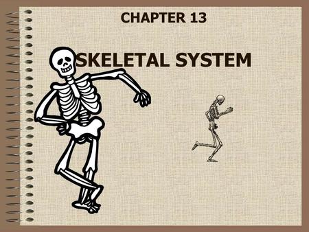 CHAPTER 13 SKELETAL SYSTEM. Structure and Function Functions of the skeletal system –Provides shape and support –Protects internal organs –Stores minerals.