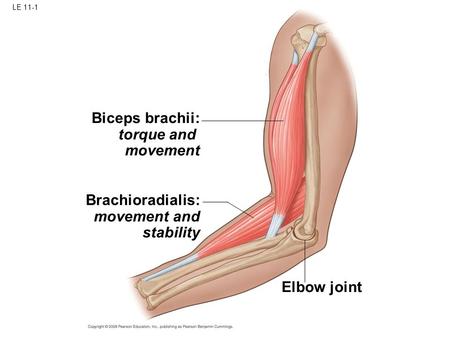 LE 11-1 Biceps brachii: torque and movement Brachioradialis: movement and stability Elbow joint.