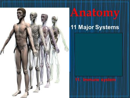 Anatomy 1. Integumentary System 2. Skeletal System 3. Muscular System 4. Nervous System 5. Circulatory System 6. Respiratory System 7.Digestive System.