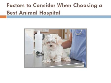 Factors to Consider When Choosing a Best Animal Hospital.