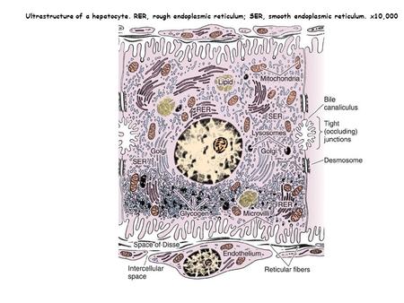 Ultrastructure of a hepatocyte. RER, rough endoplasmic reticulum; SER, smooth endoplasmic reticulum. x10,000.