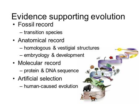 Evidence supporting evolution Fossil record –transition species Anatomical record –homologous & vestigial structures –embryology & development Molecular.