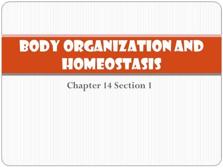 Chapter 14 Section 1 Body Organization and Homeostasis.