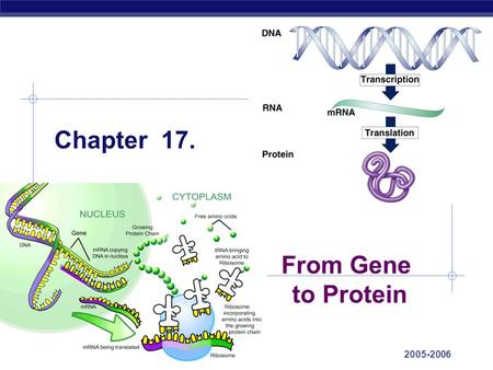 AP Biology 2005-2006 Chapter 17. From Gene to Protein.