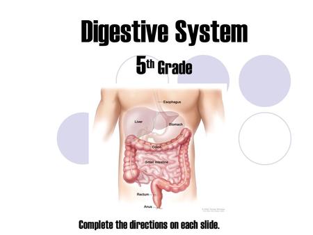 Digestive System 5 th Grade Complete the directions on each slide.