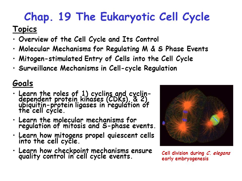 Chap. 19 The Eukaryotic Cell Cycle Topics Overview of the Cell