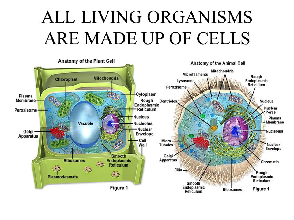 ALL LIVING ORGANISMS ARE MADE UP OF CELLS - ppt video online download
