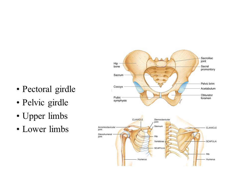 Pectoral girdle Pelvic girdle Upper limbs Lower limbs. - ppt video