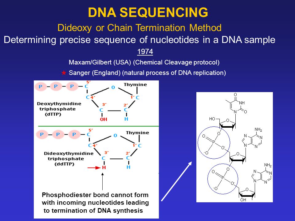 Dideoxy or Chain Termination Method Determining precise sequence of  nucleotides in a DNA sample DNA SEQUENCING 1974 Maxam/Gilbert (USA)  (Chemical Cleavage. - ppt download