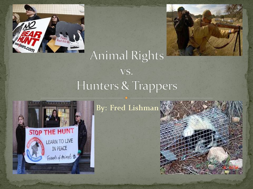 By: Fred Lishman. Animal rights activists want animals to have the same  rights as humans do. Hunting and trapping is unnecessary and cruel. Animals  don't. - ppt download