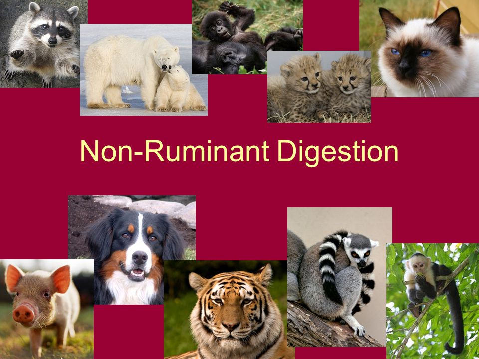 Non-Ruminant Digestion - ppt video online download