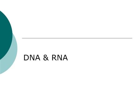 DNA & RNA. Before We Knew about DNA  Gregor Mendel – the “father of genetics” was a monk who, in the 1800’s, was the first person to hypothesize “factors”