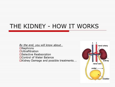 THE KIDNEY - HOW IT WORKS By the end, you will know about…  Nephrons  Ultrafiltration  Selective Reabsorption  Control of Water Balance  Kidney Damage.
