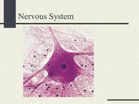 Nervous System. Functions Neurons Receptors: Interpret: Response: Afferent Efferent.
