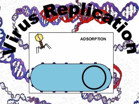 Reproduce They have DNA or RNA They can adapt to surroundings The have organization They are not made of cells or organelles They cannot reproduce without.