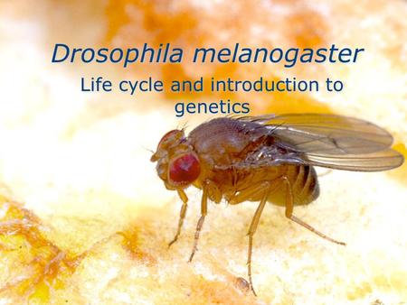 Drosophila melanogaster Life cycle and introduction to genetics.