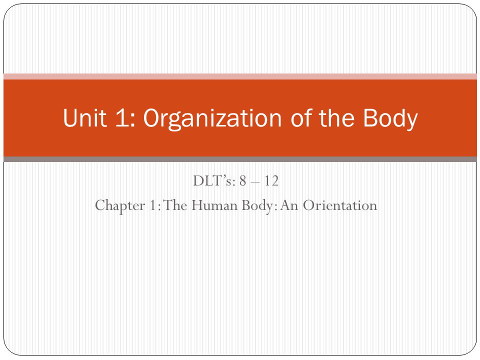 Organization of the Human Body - ppt download