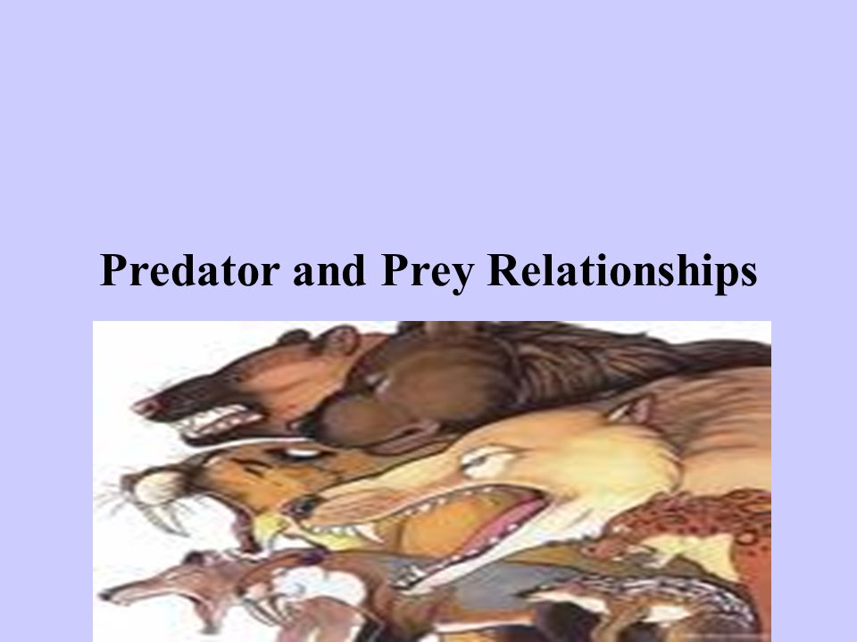 Predator and Prey Relationships. Definition of predator review: 1) We are  also predators when we hunt, fish, or buy meat or vegetables from the  grocery. - ppt download