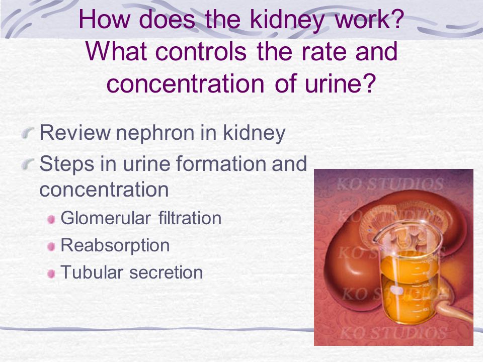 How does the kidney work? What controls the rate and concentration of urine?  Review nephron in kidney Steps in urine formation and concentration  Glomerular. - ppt download